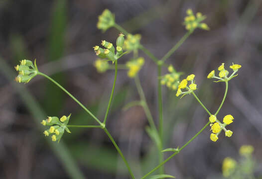 Bupleurum scorzonerifolium var. stenophyllum Nakai resmi