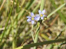 Image of Stiff Blue-Eyed-Grass