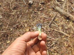 Image of Gyrocarpus jatrophifolius Domin