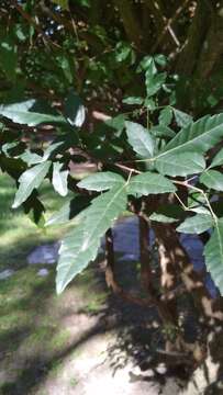 Imagem de Allophylus edulis (A. St.-Hil., Cambessedes & A. Jussieu) Radlk. ex Warm.