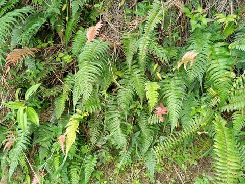 Sivun Blechnum occidentale L. kuva