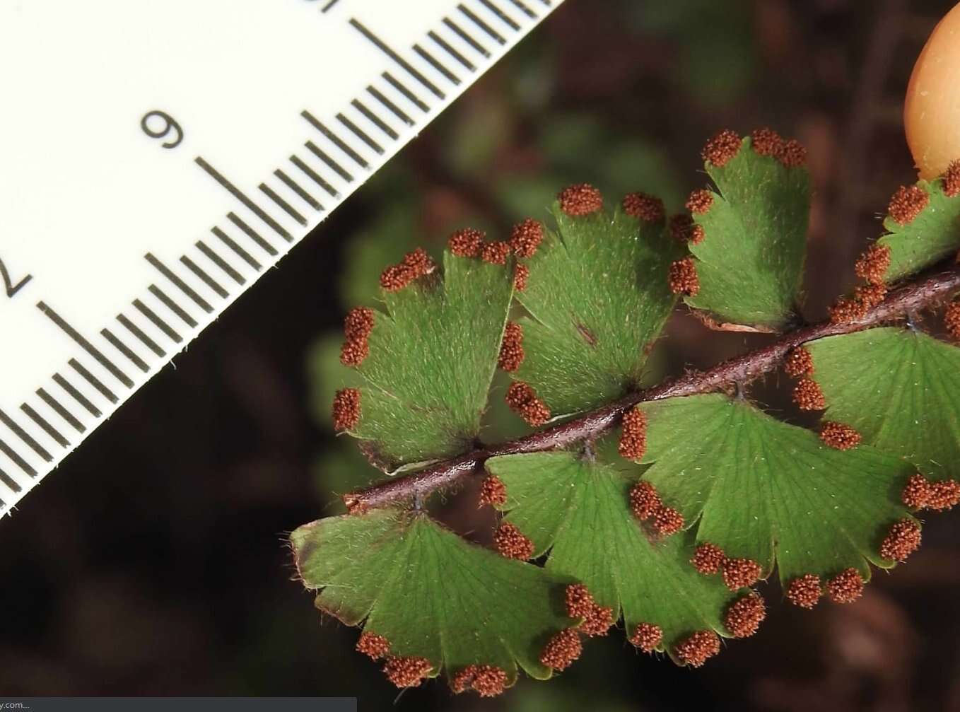 Adiantum ciliatum Bl.的圖片