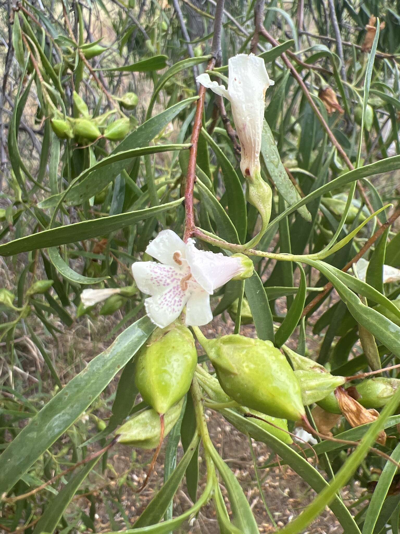 Imagem de Eremophila bignoniiflora (Benth.) F. Muell.