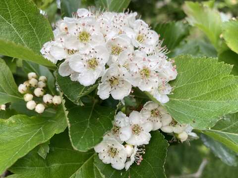 Imagem de <i>Crataegus gaylussacia</i>