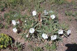 Plancia ëd Oenothera harringtonii W. L. Wagner, R. Stockhouse & W. M. Klein