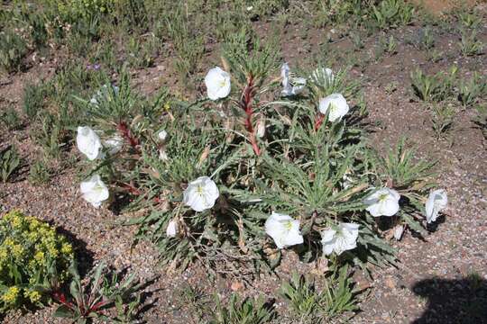 Image of Colorado Springs evening primrose