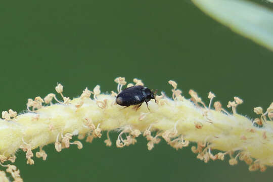 Cryptorhopalum apicale (Mannerheim 1843) resmi