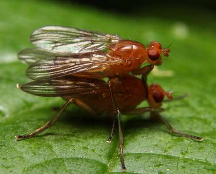 Image de Dryomyza simplex Loew 1862