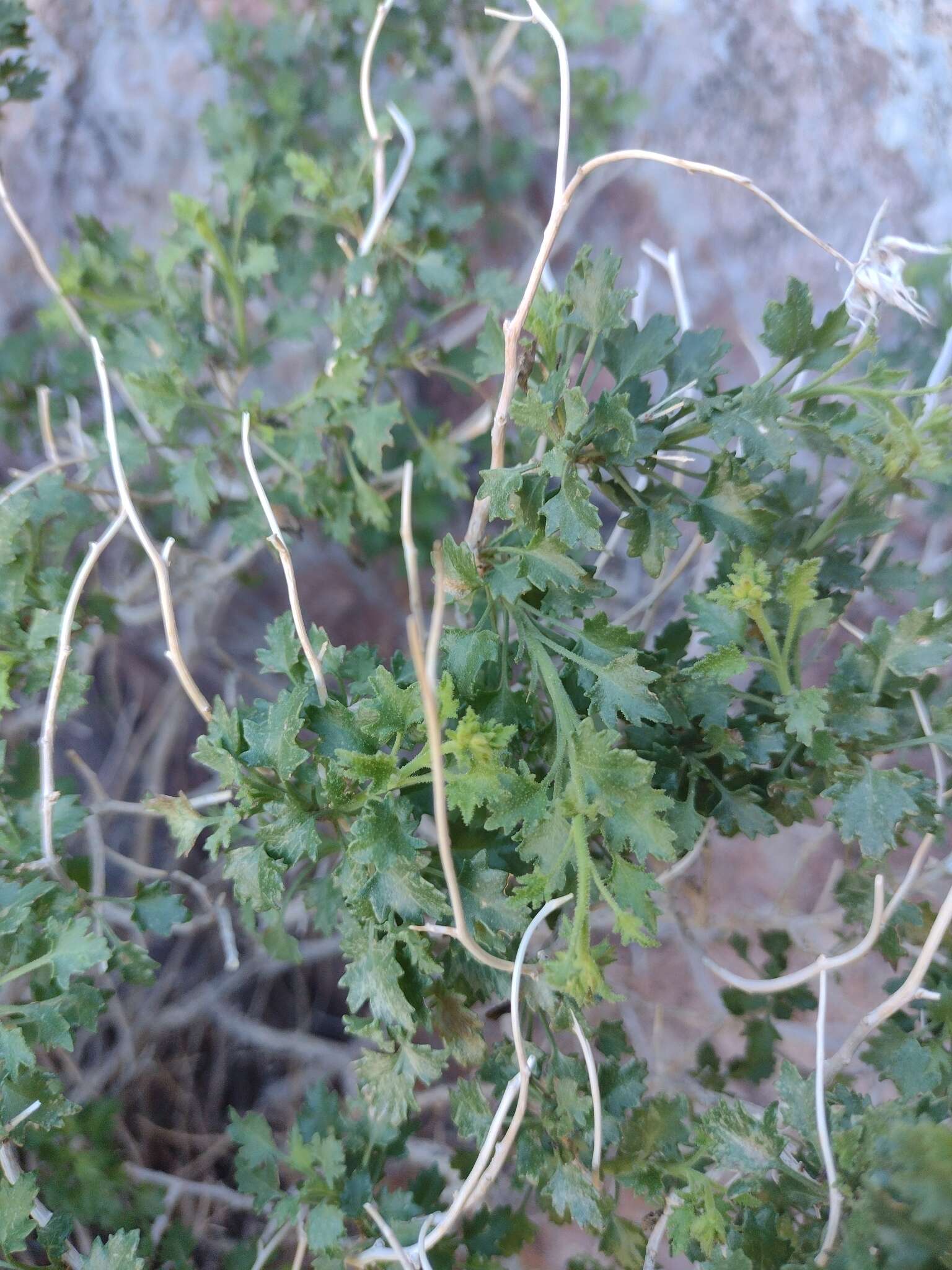 Pleurocoronis laphamioides (Rose) R. King & H. Rob.的圖片