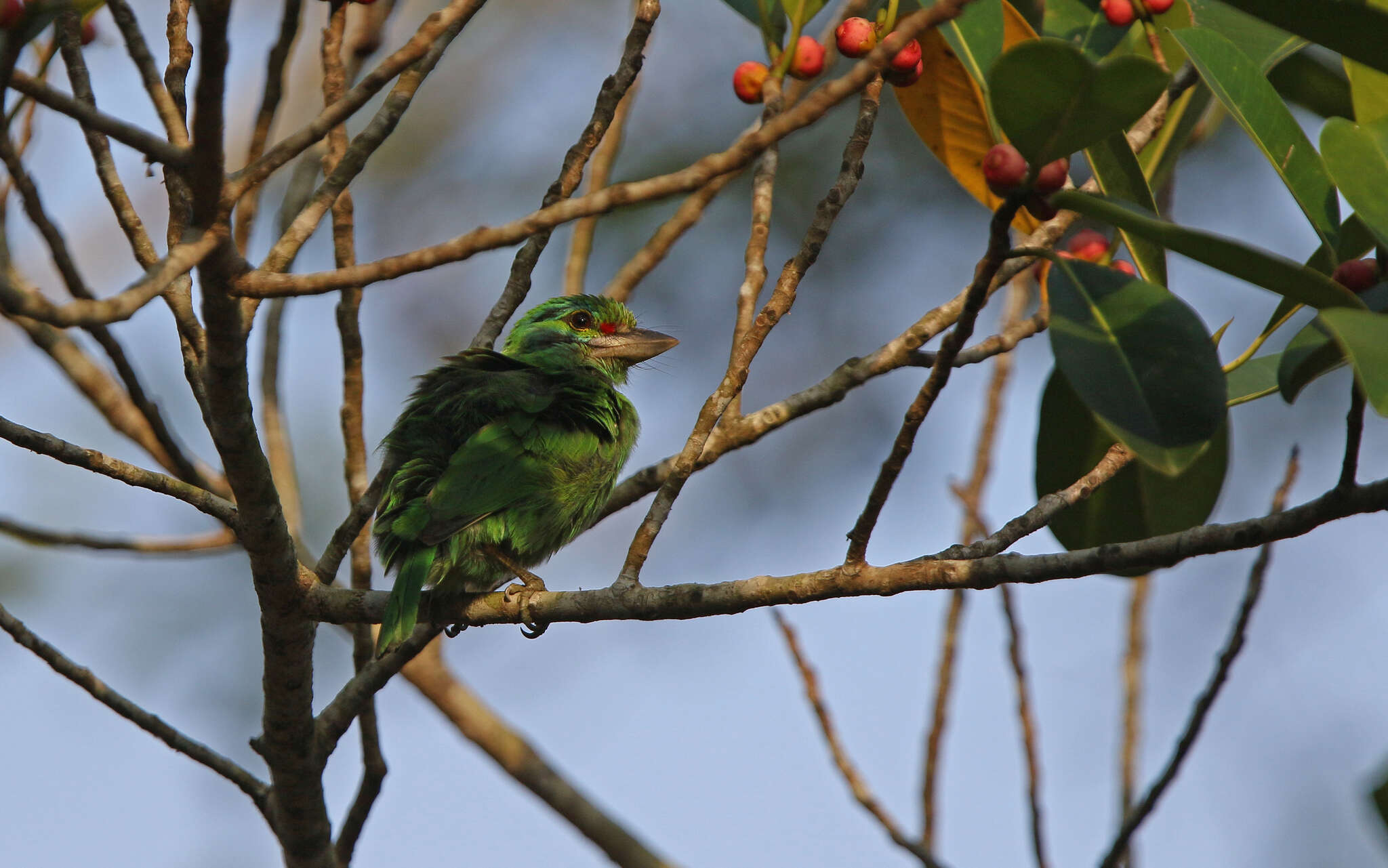 Image of Moustached Barbet