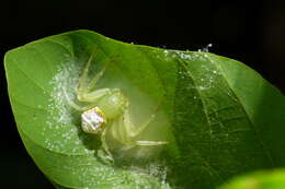 Image of Massuria bellula Xu, Han & Li 2008