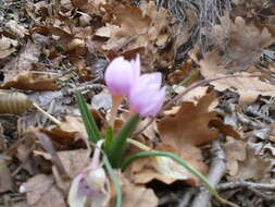 Image de Colchicum triphyllum Kunze