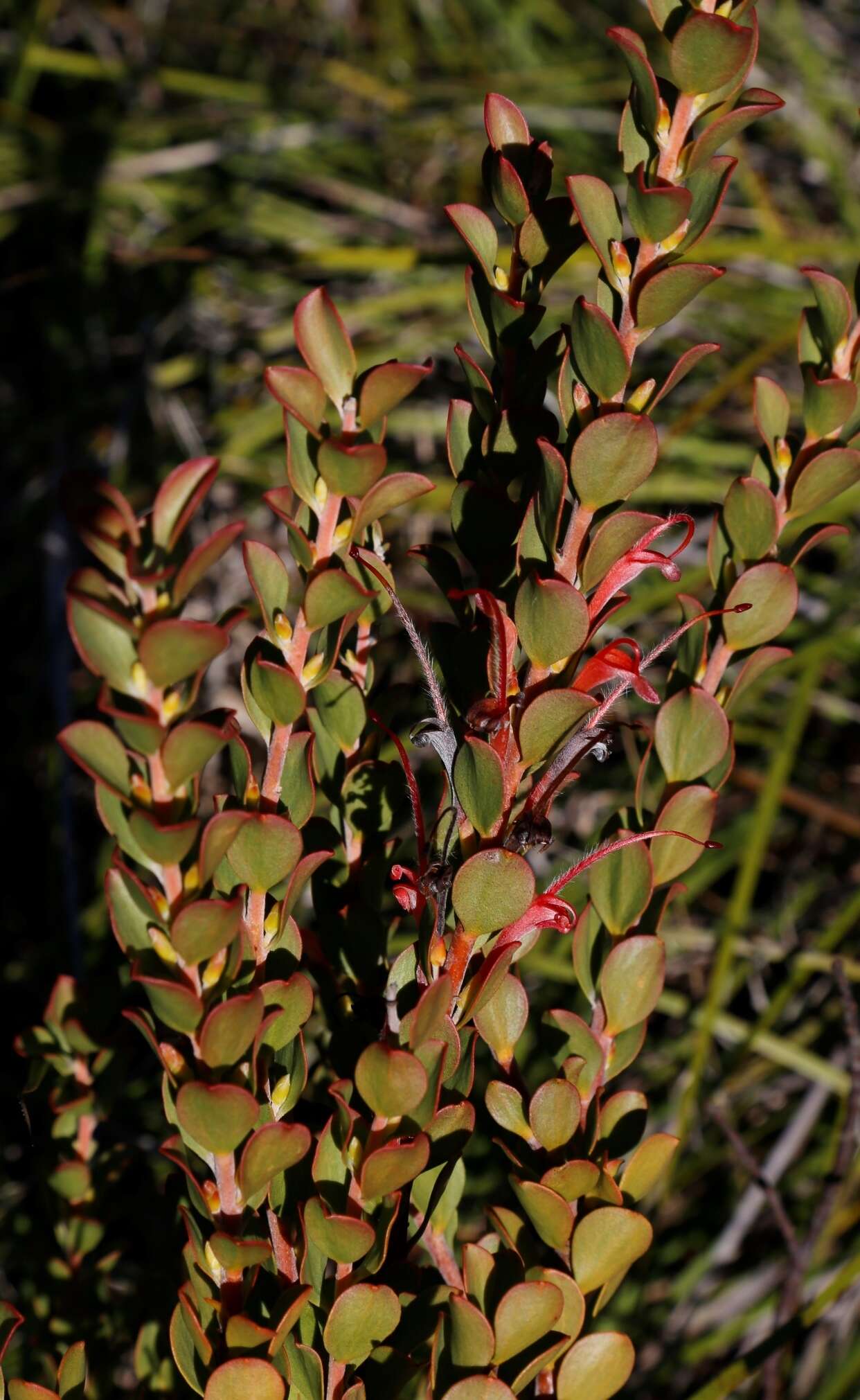 Imagem de Adenanthos obovatus Labill.