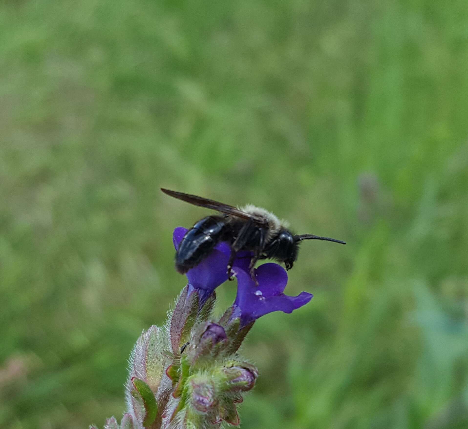 Imagem de Andrena nasuta Giraud 1863