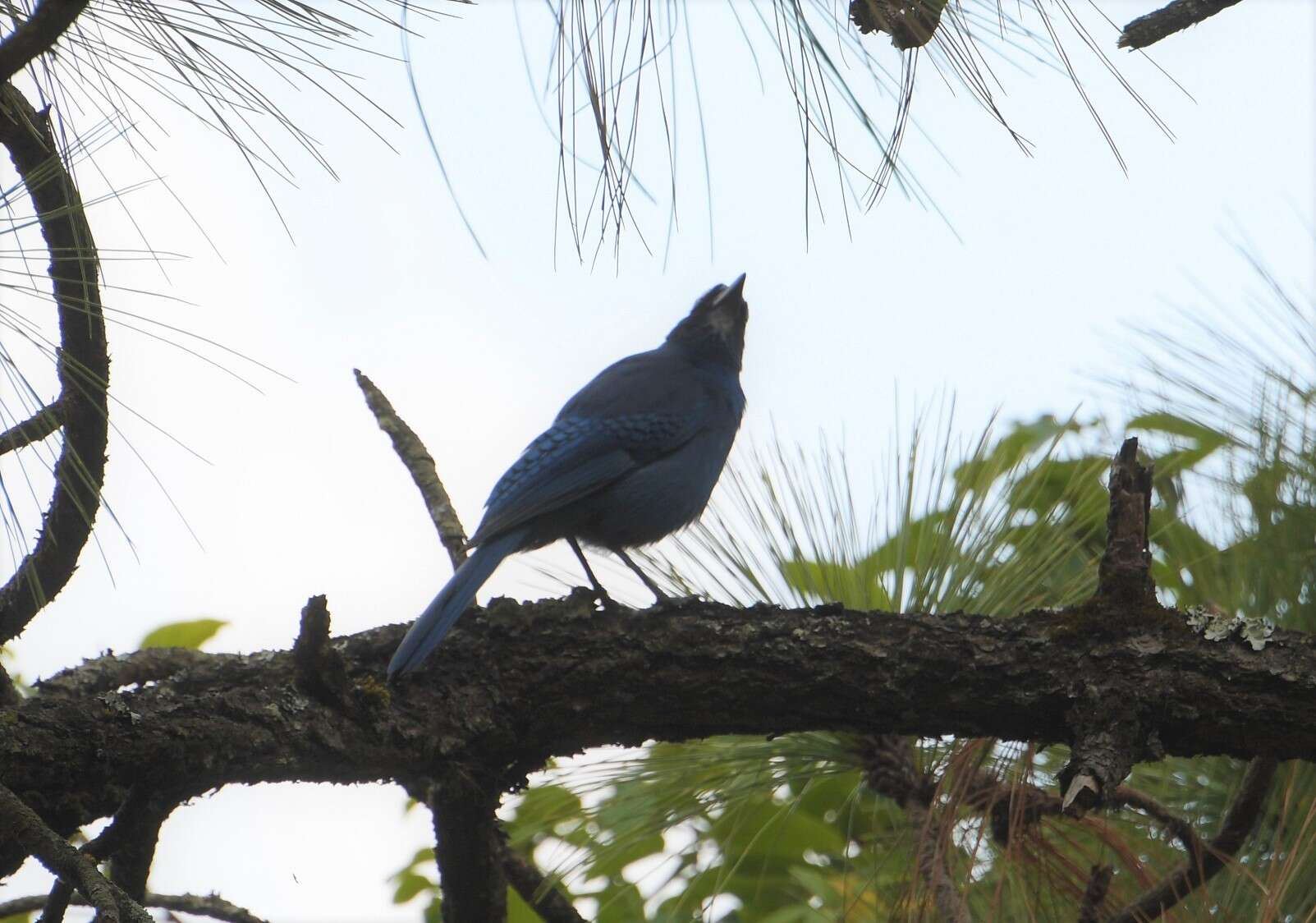 Image of <i>Cyanocitta stelleri ridgwayi</i>