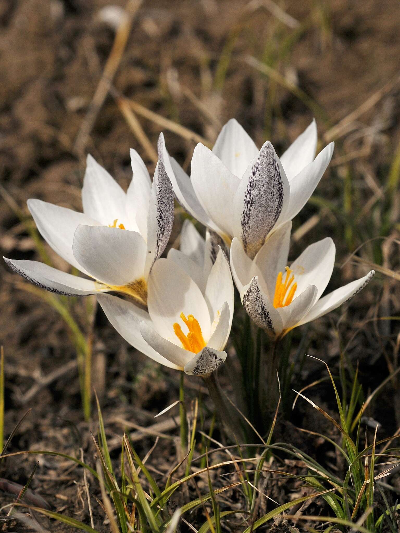 Image of Crocus alatavicus Regel & Semen.