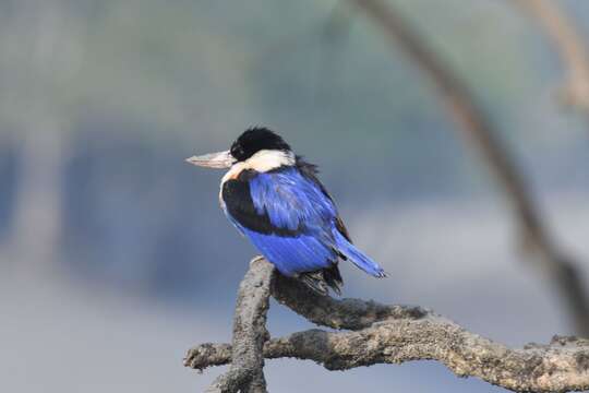 Image of Black-capped Kingfisher