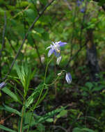 Image of Aquilegia parviflora Ledeb.