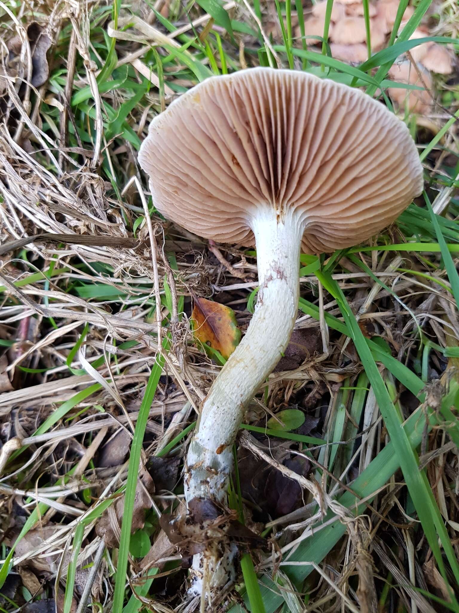 Image of Stropharia caerulea Kreisel 1979