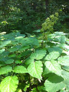 Image of American spikenard