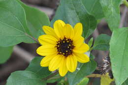 Image of cucumberleaf sunflower