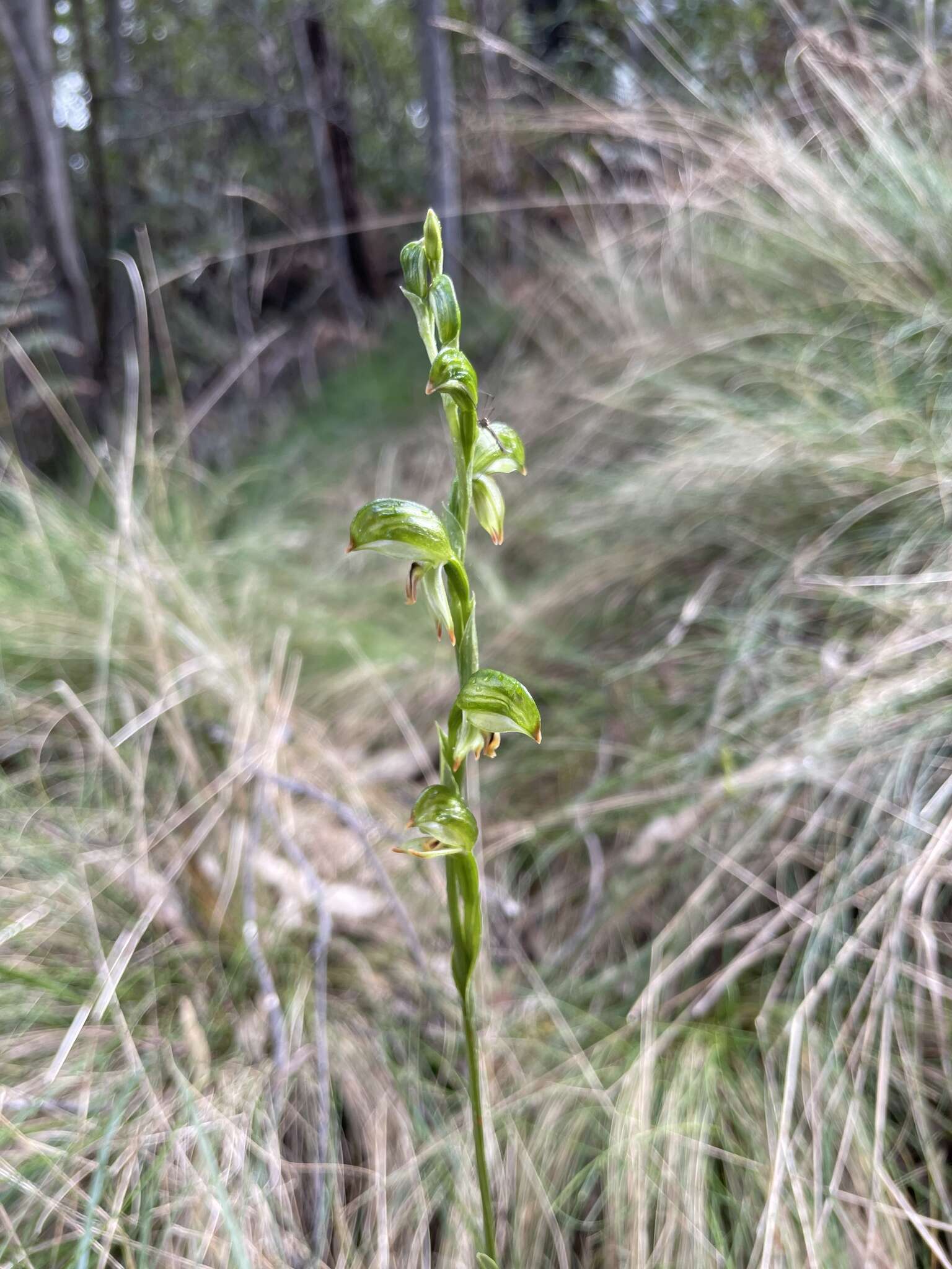 Image of Montane leafy greenhood