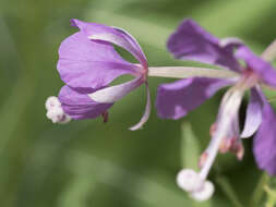 Image of fireweed