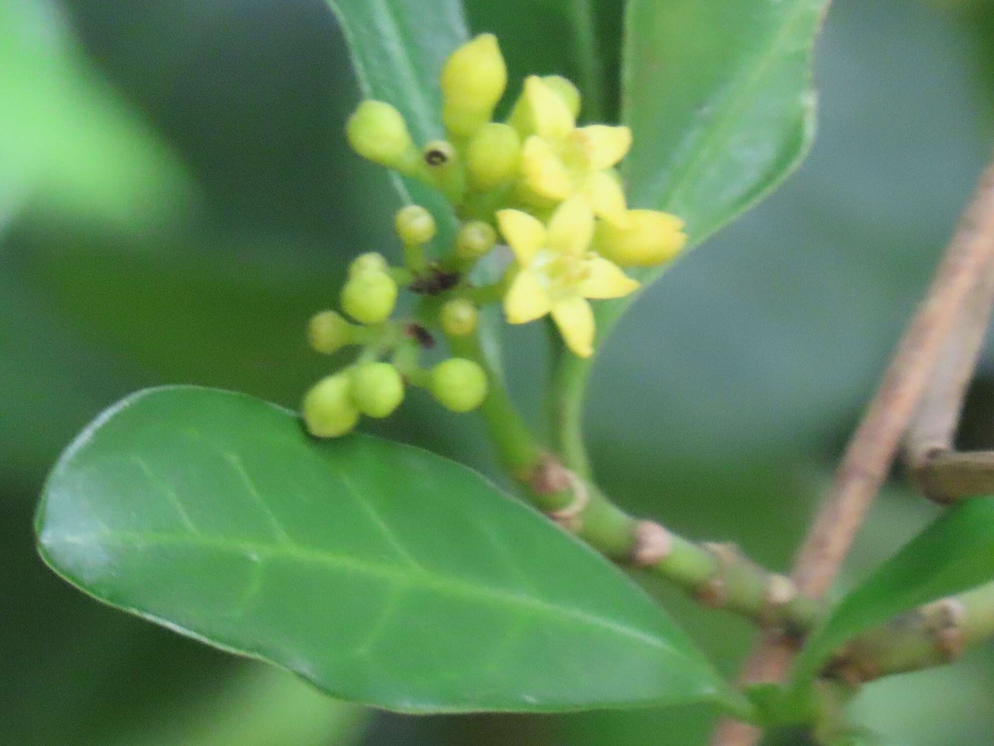 Image of Psychotria capensis subsp. capensis