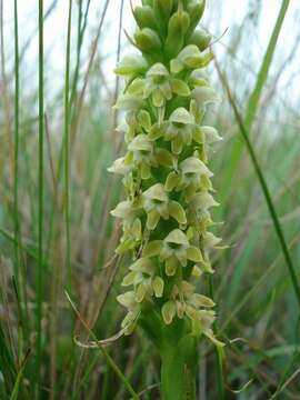 Image of Satyrium microrrhynchum Schltr.