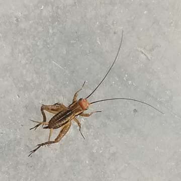 Image of Striped Ground Cricket