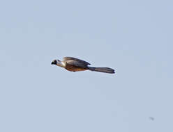 Image of Bare-faced Go-away Bird