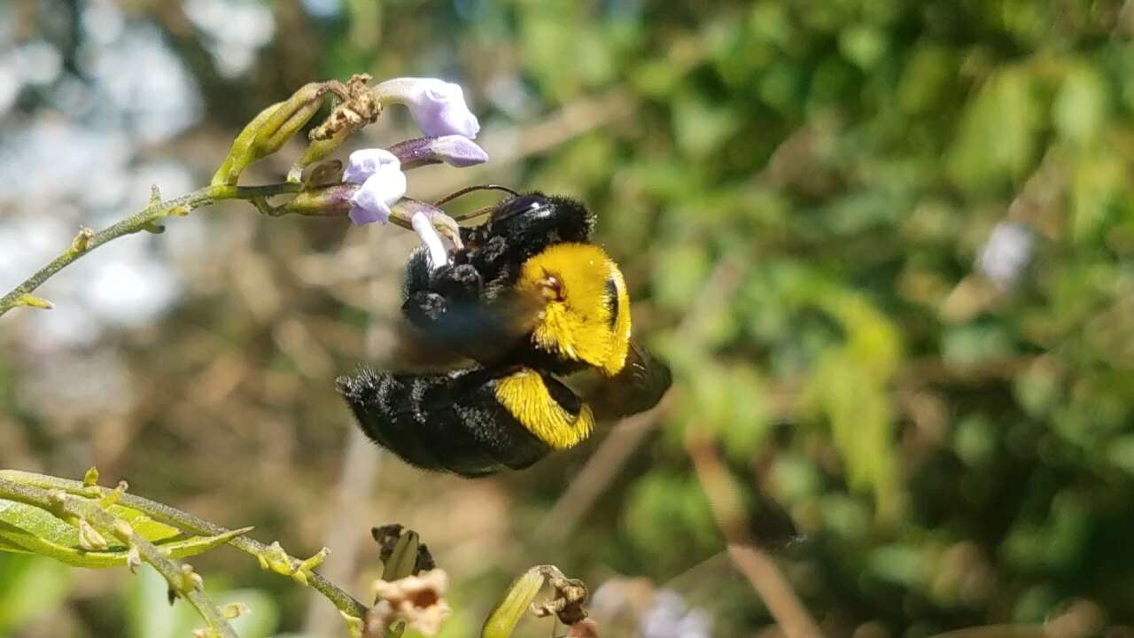 Plancia ëd Xylocopa calens Lepeletier 1841