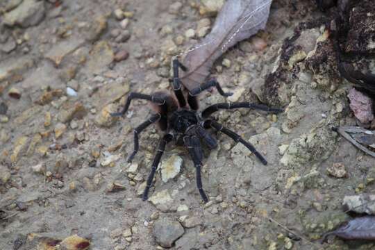 Image of Acanthoscurria paulensis Mello-Leitão 1923