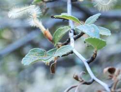 Image of Birch-leaf Mountain-mahogany