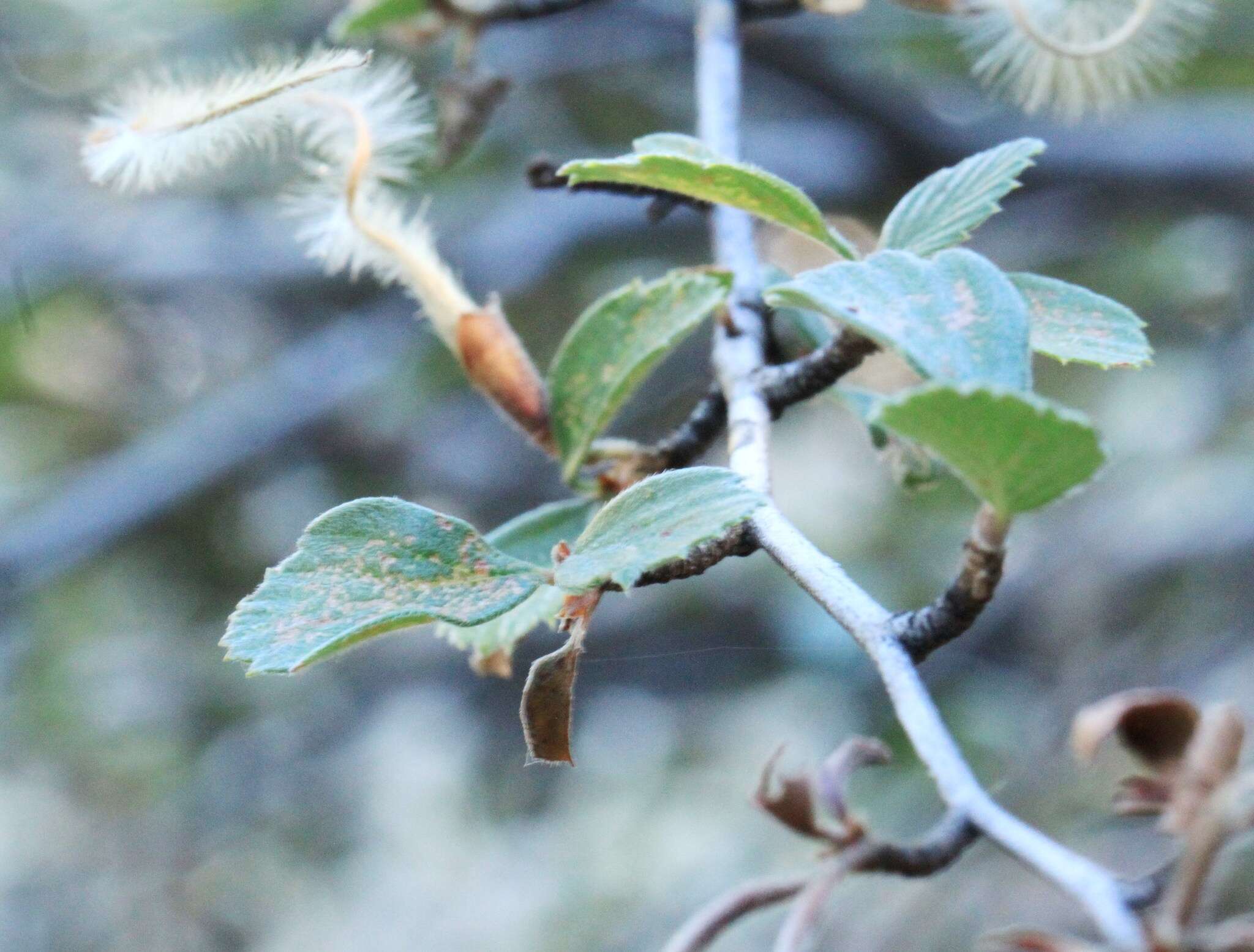 Image of Birch-leaf Mountain-mahogany