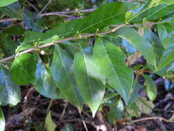 Image of Cyclophyllum multiflorum S. T. Reynolds & R. J. F. Hend.