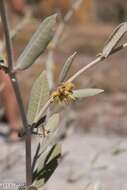 Image de Pervillaea venenata subsp. macrantha J. Klack.