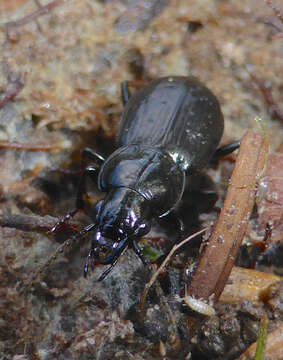 Imagem de Pterostichus (Bothriopterus) adstrictus Eschscholtz 1823