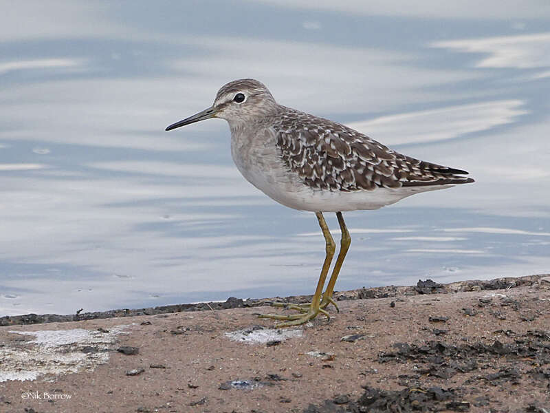 Image of Wood Sandpiper