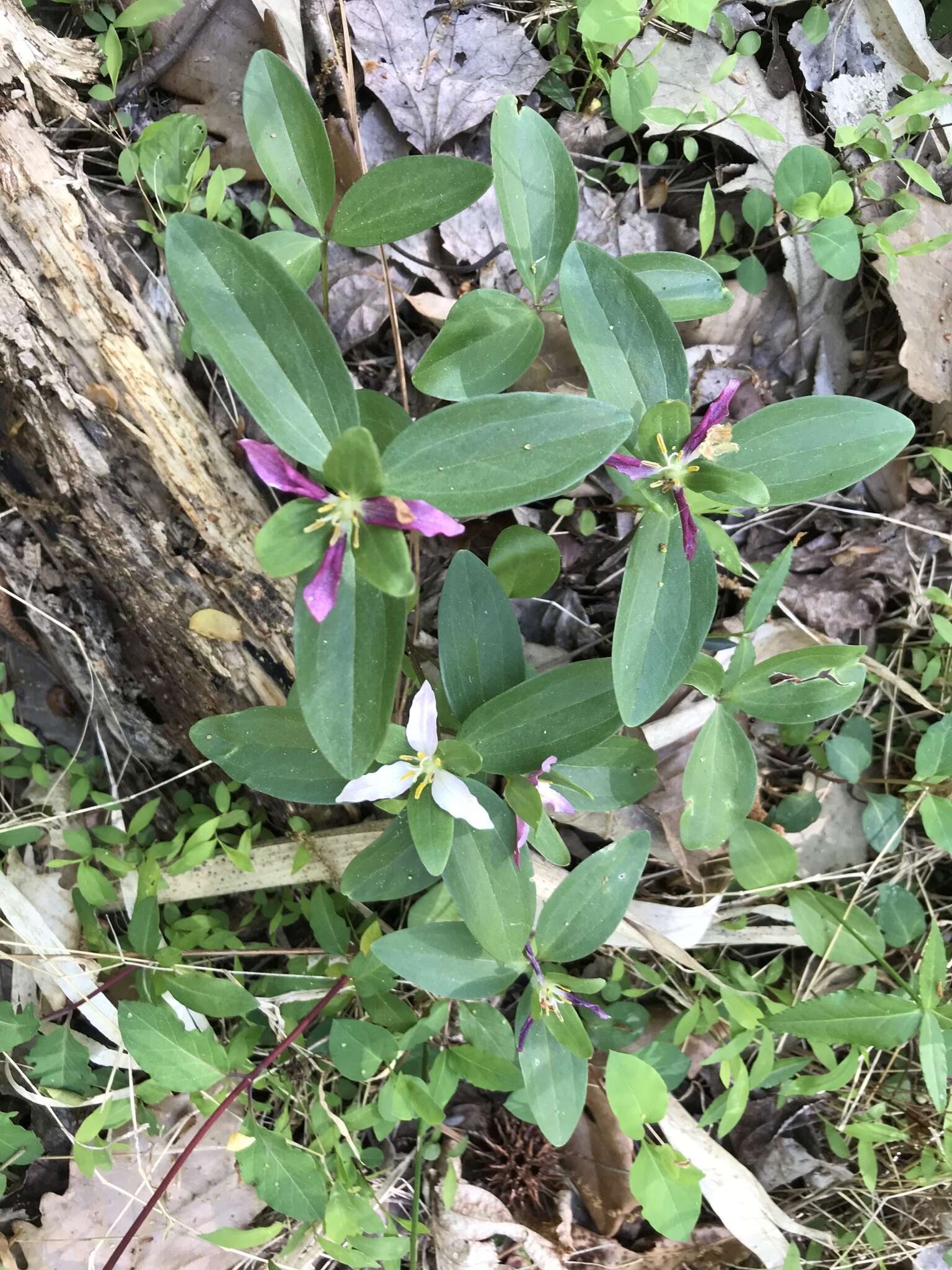 Imagem de Trillium pusillum Michx.