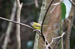 Image of Yellow-bellied Warbler