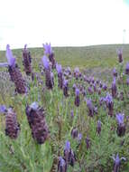 Image of French lavender