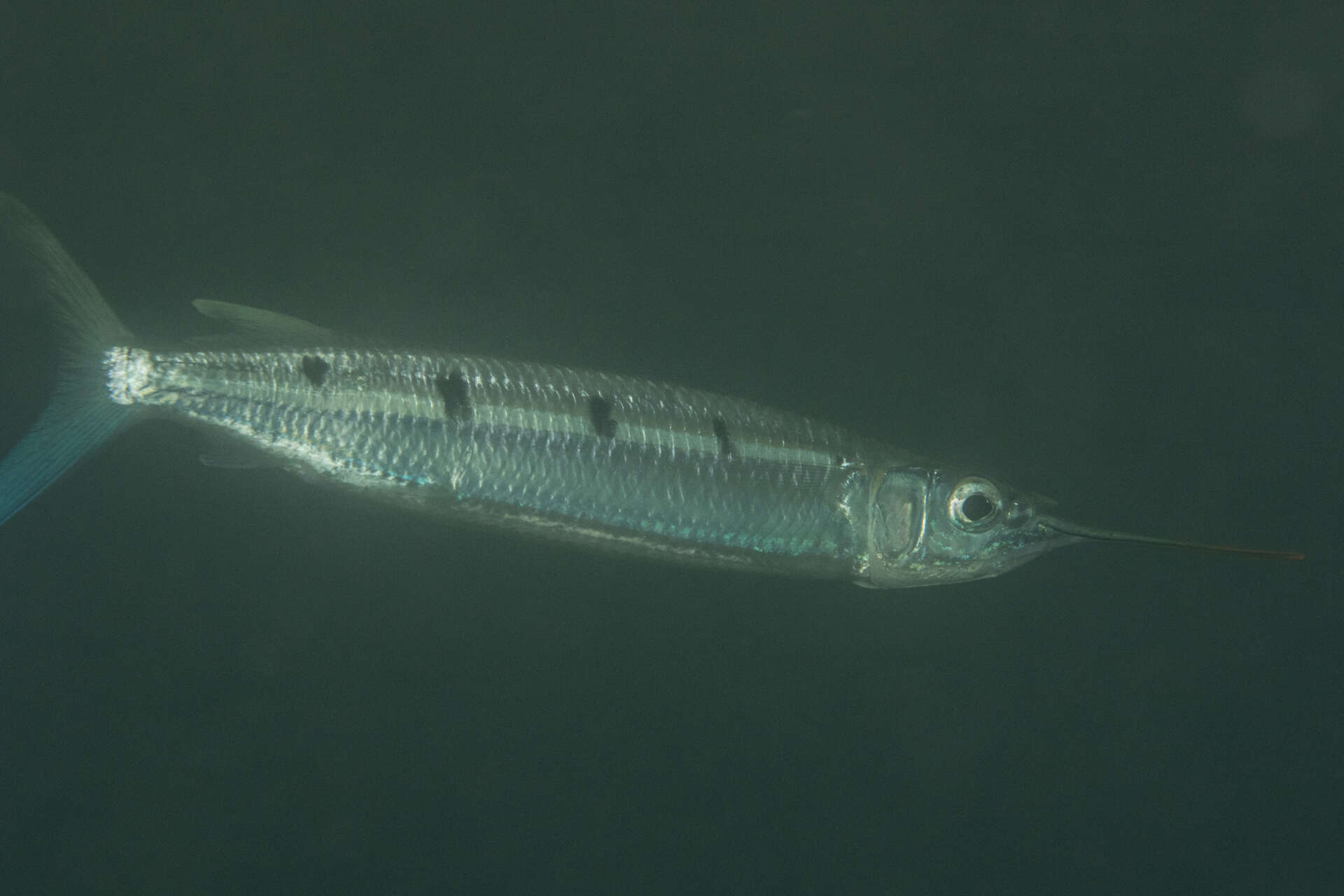 Image of Barred garfish