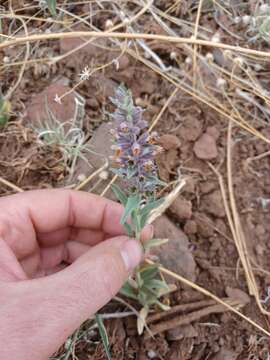 Imagem de Stachys rothrockii A. Gray