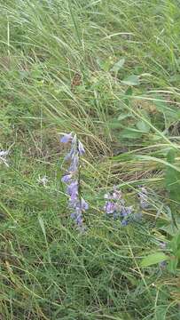 Imagem de Vicia tenuifolia subsp. dalmatica (A. Kern.) Greuter