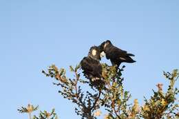 Image of Carnaby's Black Cockatoo