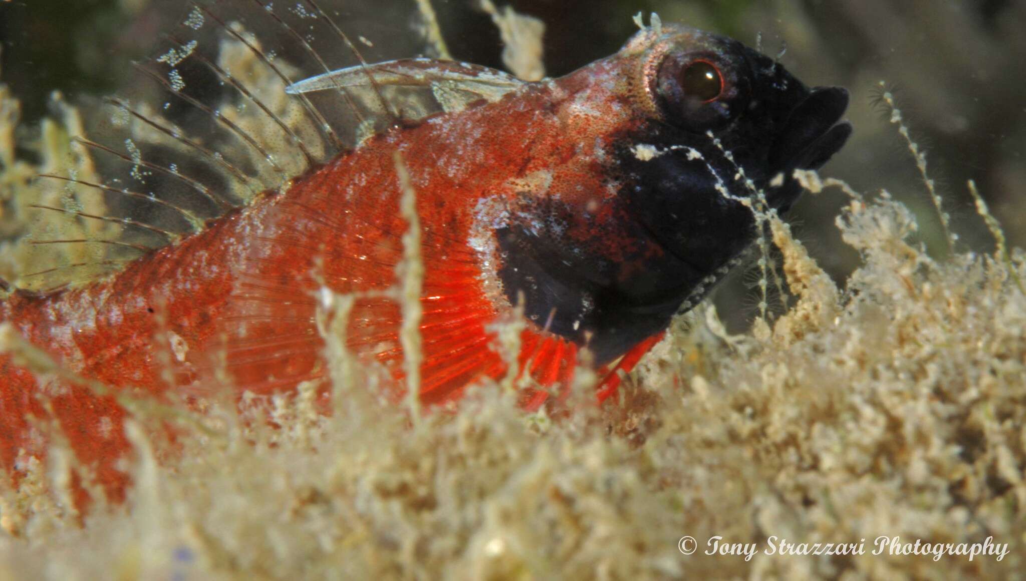 Image of Blackthroat Triplefin