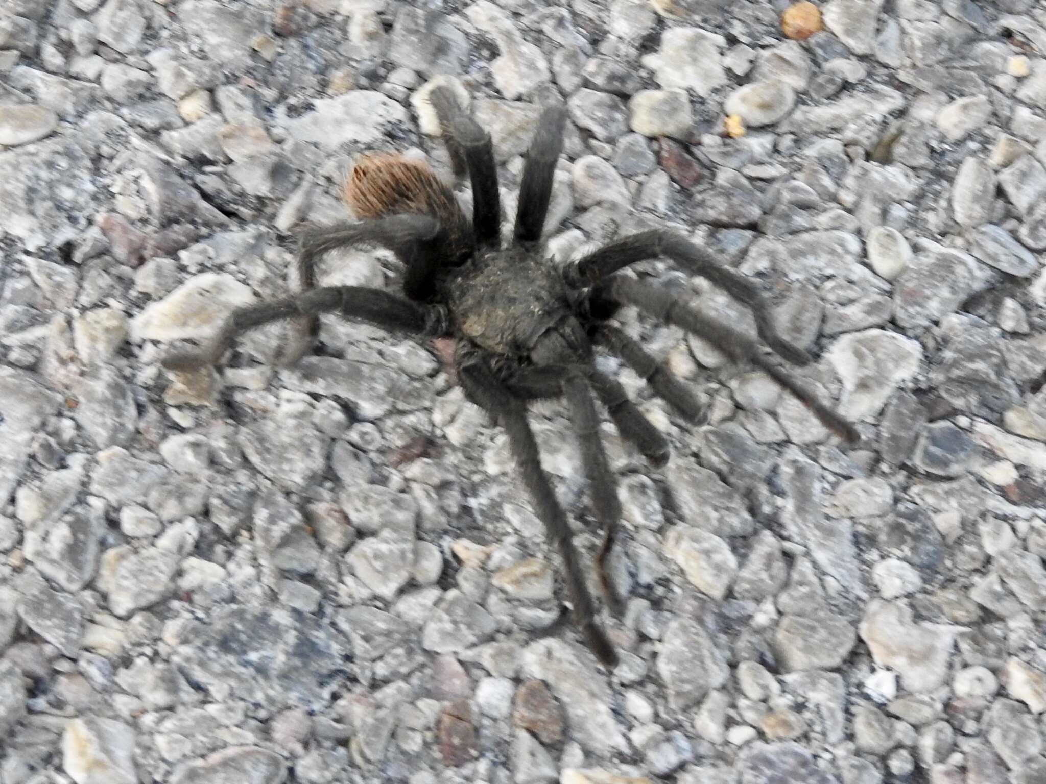 Image of Tuscan Bronze Tarantula