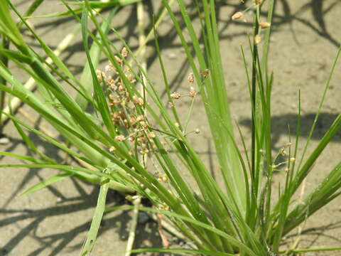 Image of Grass-Like Fimbristylis