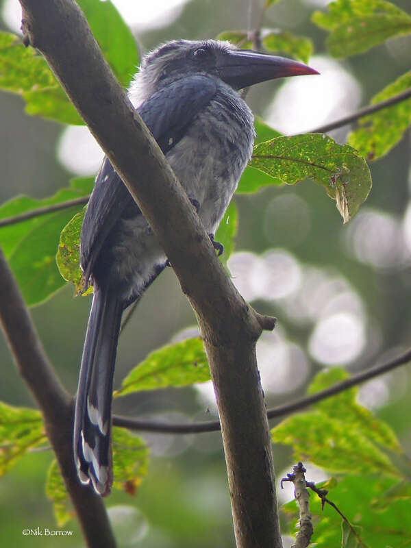 Image of Black Dwarf Hornbill